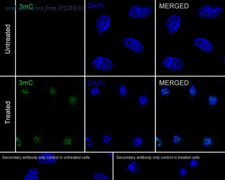 HUABIO HA721957 image 1