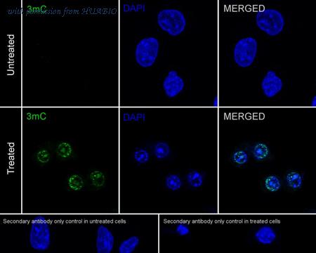 HUABIO HA721958 image 1