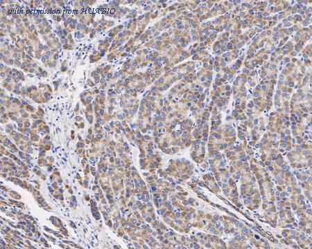 HUABIO HA721959 image 2