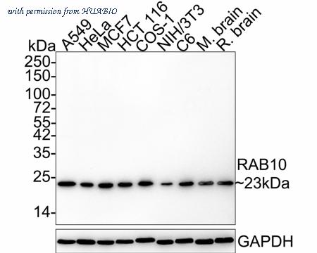 HUABIO HA721966 image 1