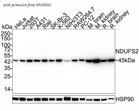 HUABIO HA721968 image 1