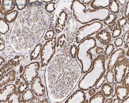 HUABIO HA721968 image 2