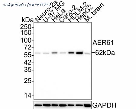 HUABIO HA721973 image 1