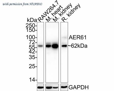 HUABIO HA721973 image 2