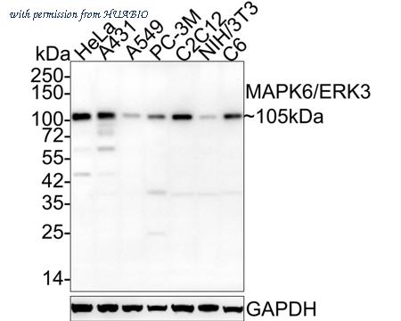 HUABIO HA721984 image 1