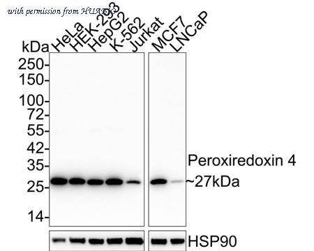 HUABIO HA721985 image 1