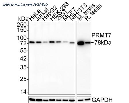 HUABIO HA721996 image 1