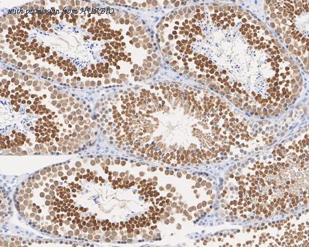 HUABIO HA721996 image 2