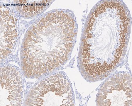 HUABIO HA721996 image 3