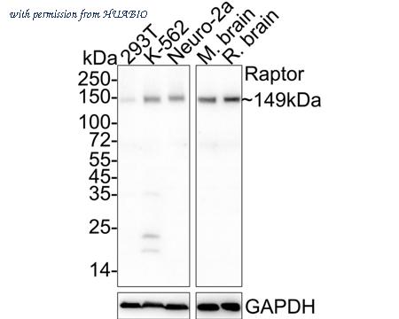 HUABIO HA722028 image 1