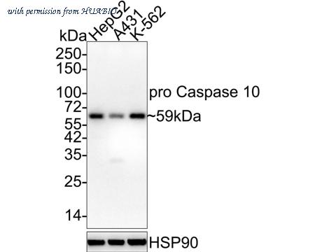 HUABIO HA722029 image 1