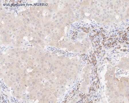 HUABIO HA722029 image 2