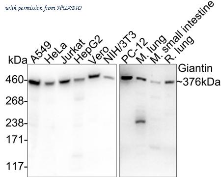 HUABIO HA722052 image 1