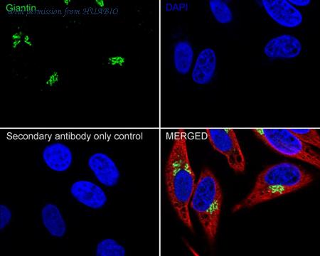 HUABIO HA722052 image 2