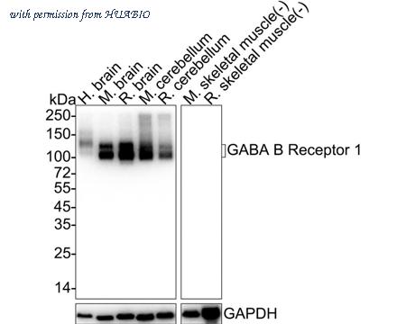 HUABIO HA722053 image 3