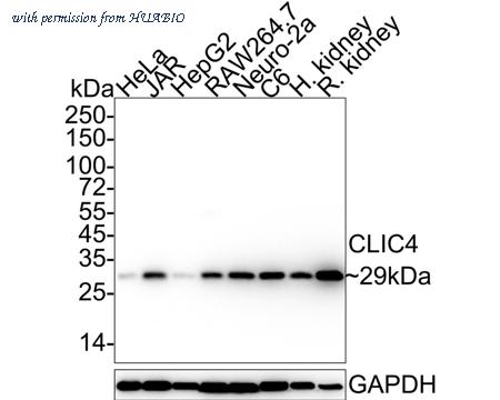 HUABIO HA722058 image 1