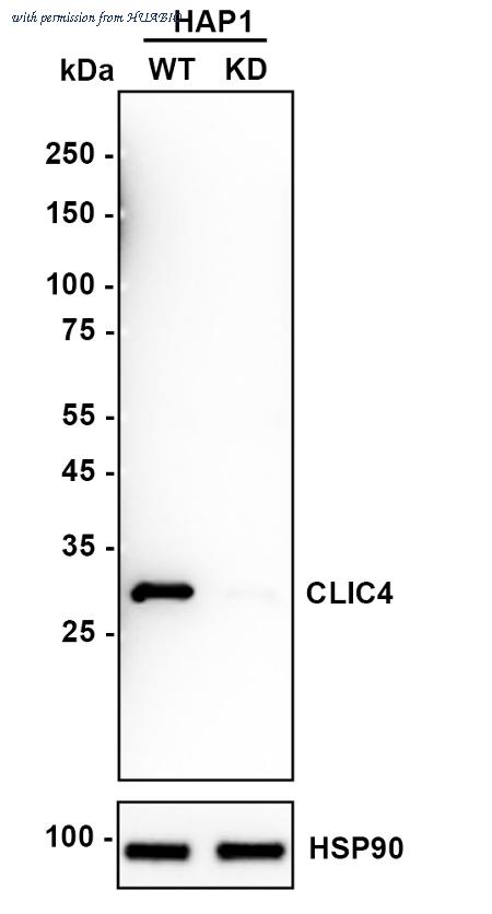 HUABIO HA722058 image 2