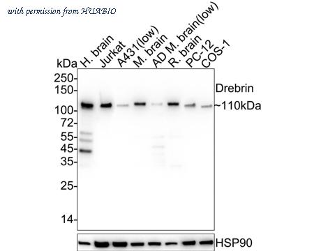 HUABIO HA722062 image 1