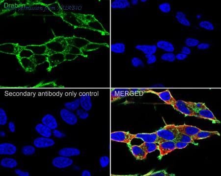 HUABIO HA722062 image 2