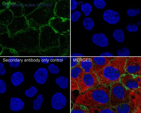 HUABIO HA722062 image 3