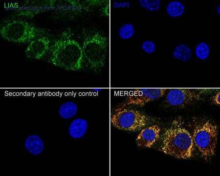 HUABIO HA722085 image 2