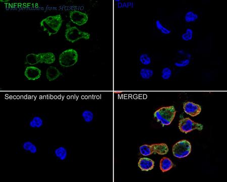 HUABIO HA722087 image 2
