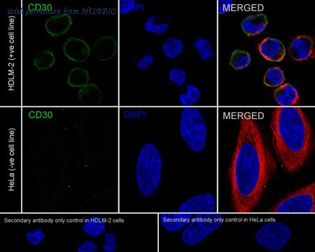 HUABIO HA722092 image 2