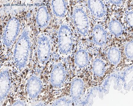 HUABIO HA722094 image 2