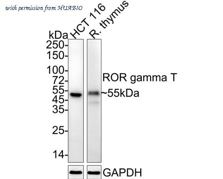 HUABIO HA722121 image 1