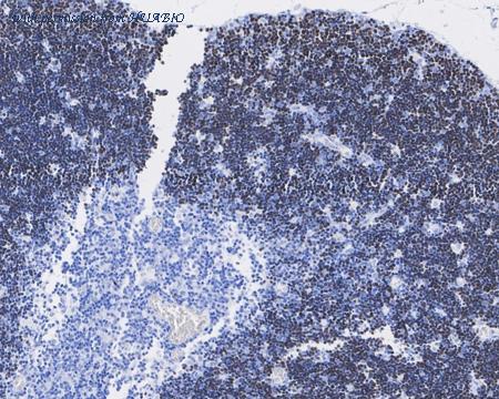 HUABIO HA722121 image 3