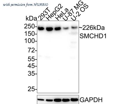 HUABIO HA722141 image 1