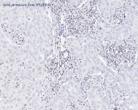 HUABIO HA722141 image 2