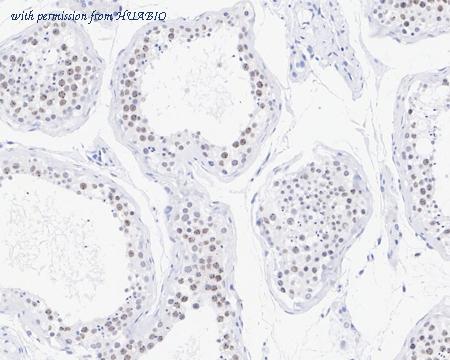 HUABIO HA722141 image 3