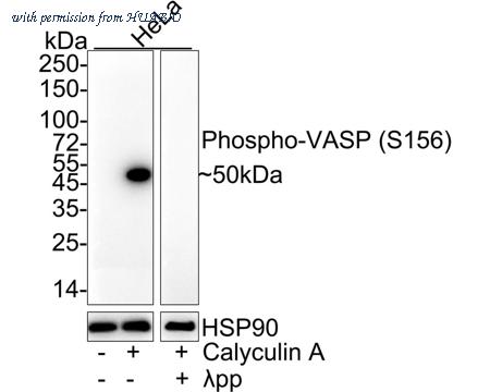 HUABIO HA722145 image 1