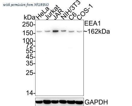 HUABIO HA722147 image 1