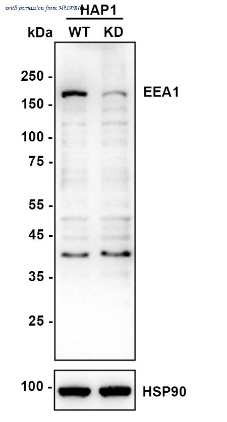 HUABIO HA722147 image 2