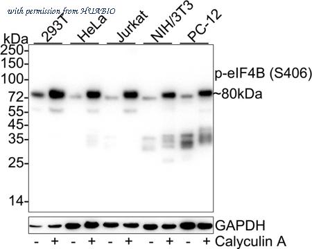 HUABIO HA722149 image 1