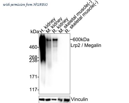 HUABIO HA722151 image 1