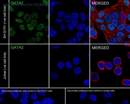 HUABIO HA722152 image 2