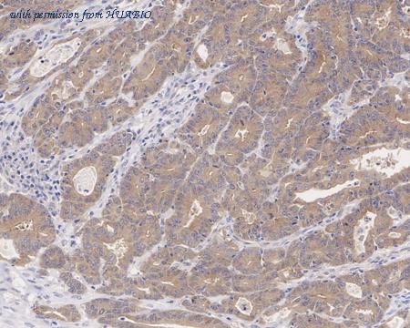 HUABIO HA722157 image 2