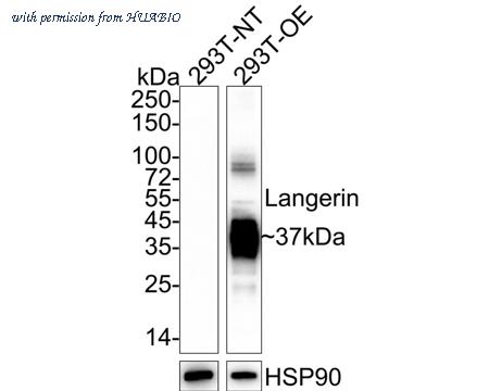 HUABIO HA722159 image 1