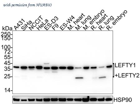 HUABIO HA722177 image 1