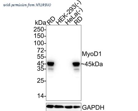 HUABIO HA722179 image 1