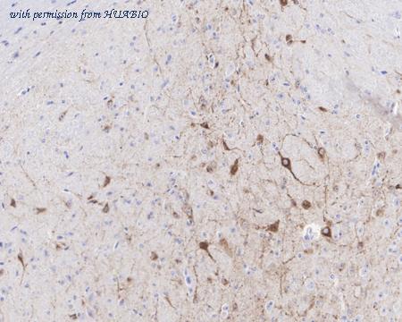 HUABIO HA722180 image 3