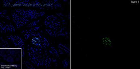 HUABIO HA722185 image 2