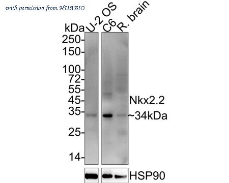 HUABIO HA722185 image 3