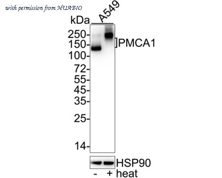 HUABIO HA722186 image 1