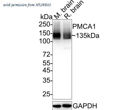 HUABIO HA722186 image 2