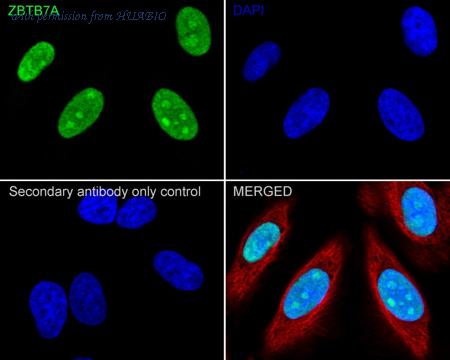 HUABIO HA722205 image 2