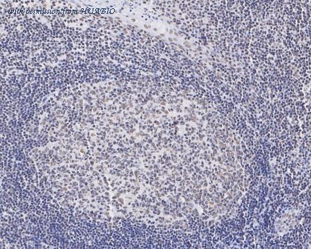 HUABIO HA722205 image 3